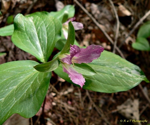 {Trillium persistens}